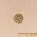 Bio - Pelouse Bio - 1 kg - MEDIA_3D